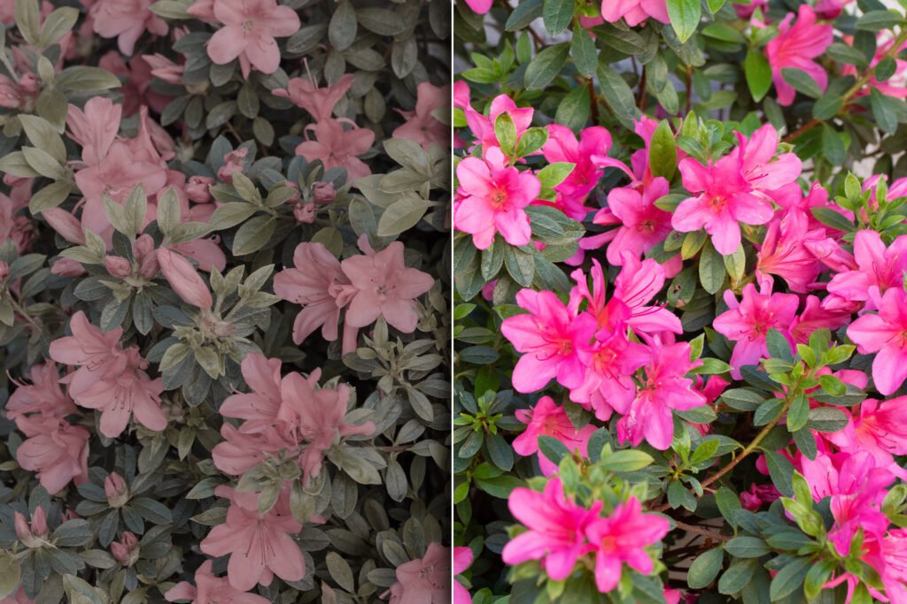 Simulation of the vision of a colorblind and normal vision. Before and after correction of color blindness with special glasses. Desaturated vision without color and vision of a healthy subject.